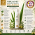 Celux_Organic_Aloe_Olive_Shampoo_Grafika_1_FINAL.png
